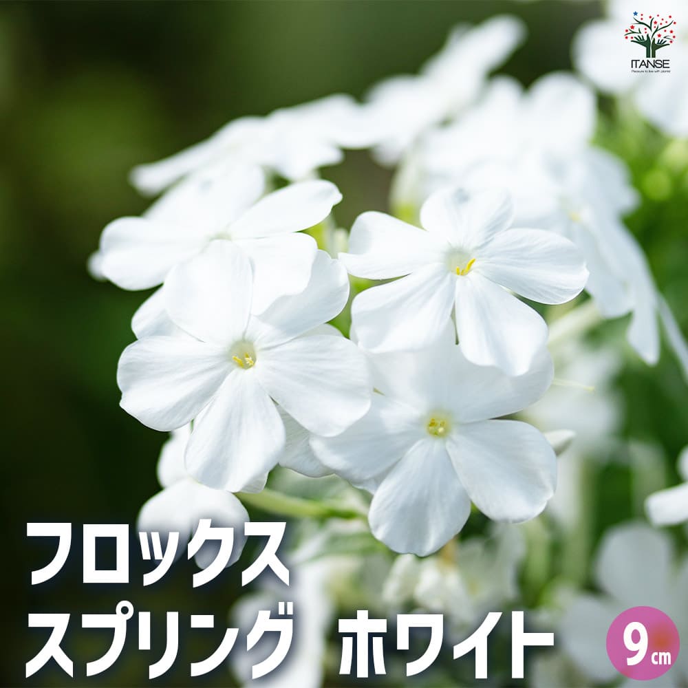フロックス スプリング ホワイト 3個【花苗 9cm】｜ 【植物の