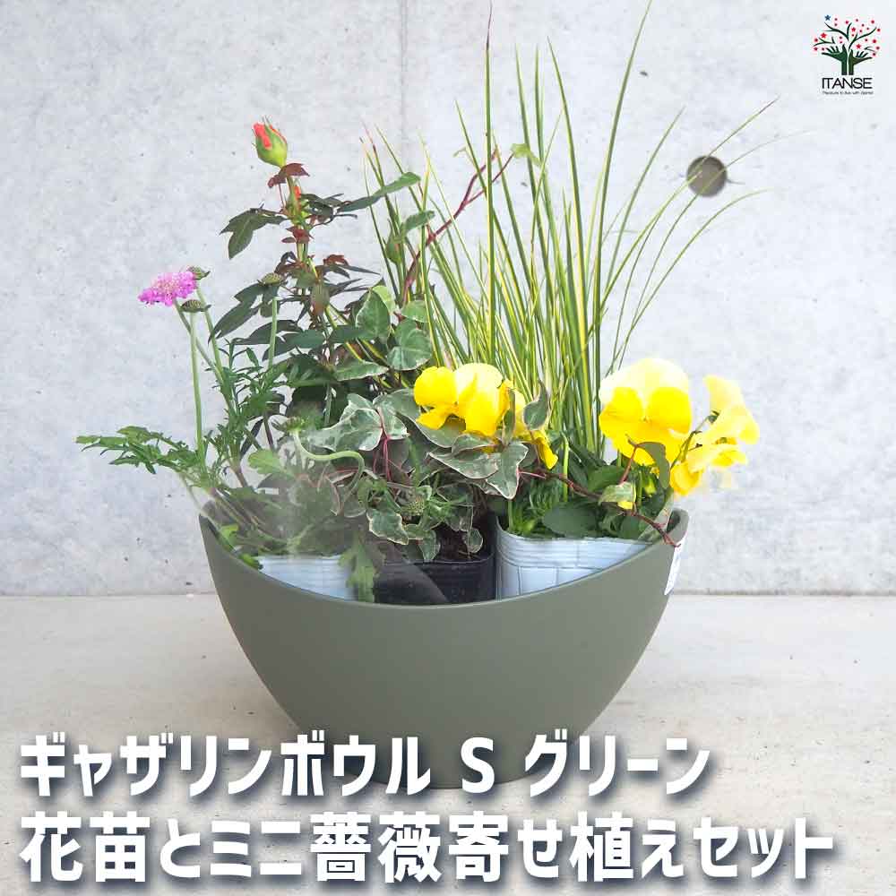 ギャザリン ボウル グリーン 【資材 Sサイズ 季節の花苗＆カラーリーフ寄せ植え風 投げ込みAセット】