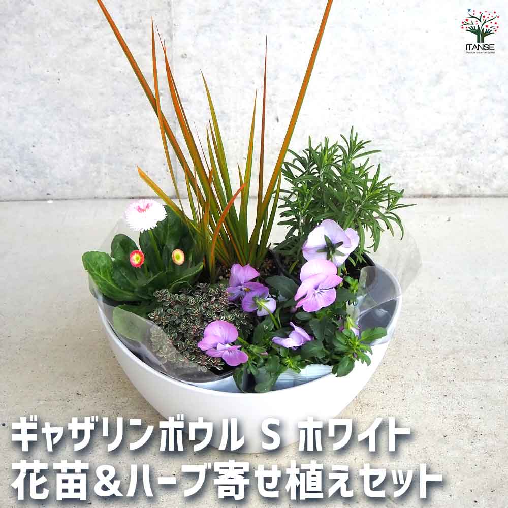 ギャザリン ボウル ホワイト 【資材 Sサイズ 季節の花苗＆カラーリーフ寄せ植え風 投げ込みCセット】