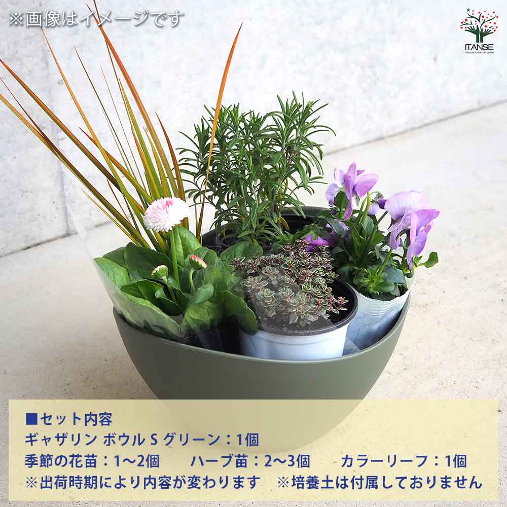 ギャザリン ボウル グリーン 【資材 Sサイズ 季節の花苗＆カラーリーフ