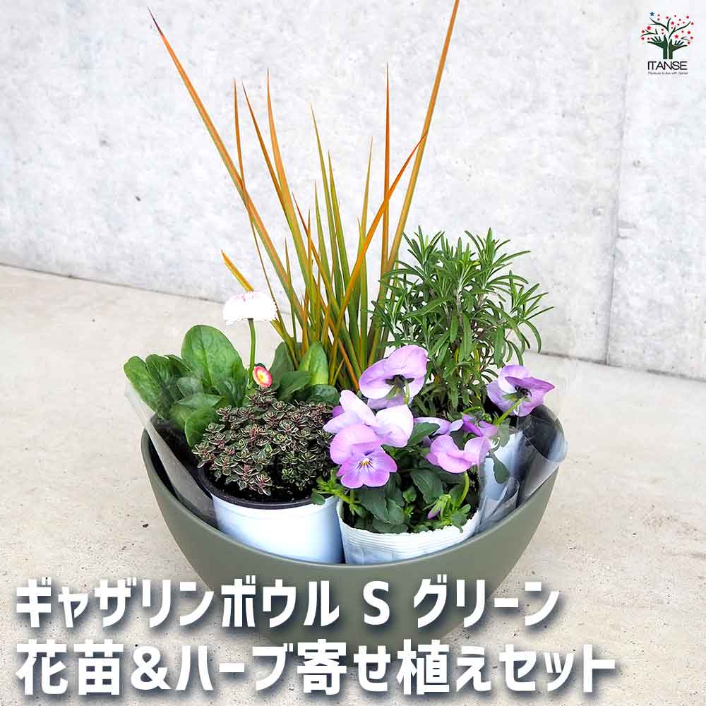 ギャザリン ボウル グリーン 【資材 Sサイズ 季節の花苗＆カラーリーフ寄せ植え風 投げ込みCセット】