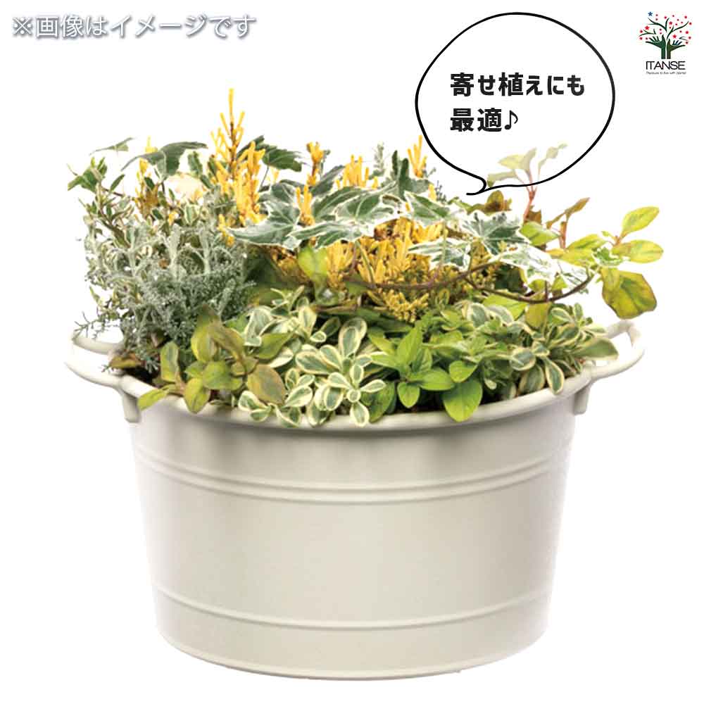 欅バーズドアイ　ミニ食蘢　香合　小物入れ 欅バーズドアイ ミニ食蘢 香合 小物入れ 工芸品