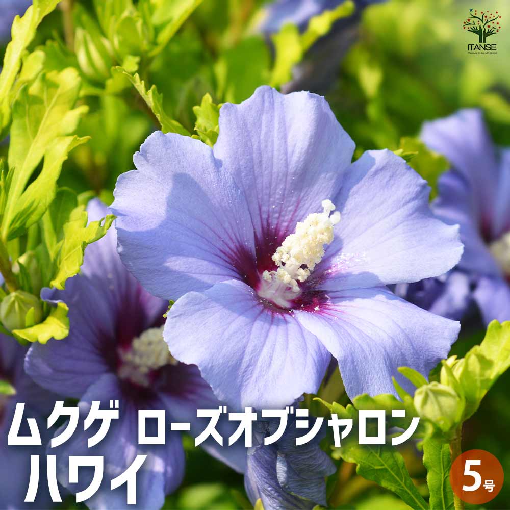 ムクゲ ローズオブシャロン ハワイ 【花苗 5号】｜ 【植物の 