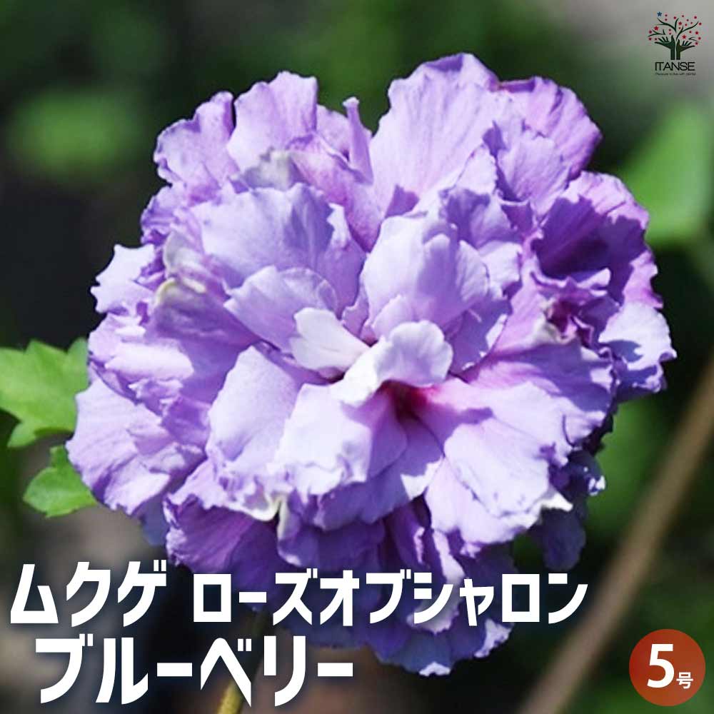 ムクゲ ローズオブシャロン ブルーベリー 【花苗 5号】｜ 【植物の