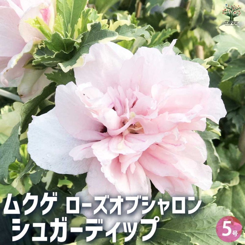 フェイジョア ニキータ(ニキタ) 【果樹の苗木 6号／1個売り】｜ 【植物