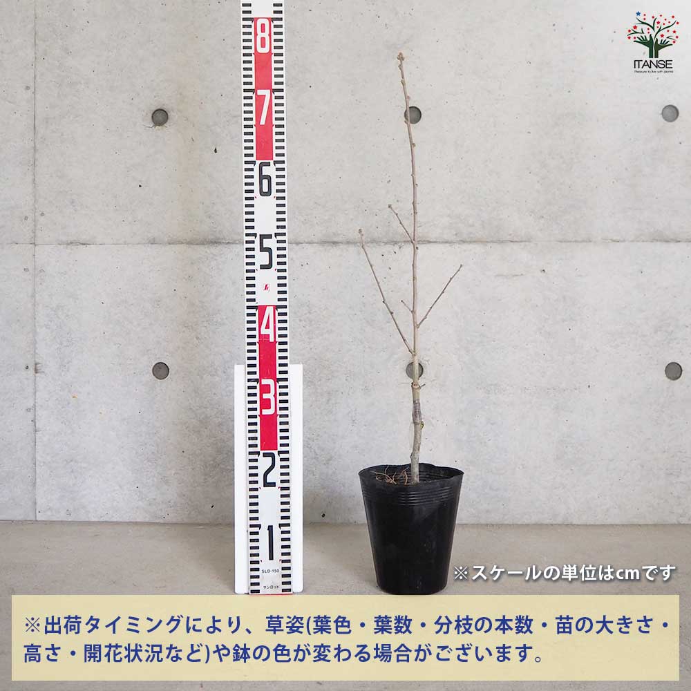 ムクゲ ローズオブシャロン シュガーディップ 【花苗 5号】｜ 【植物の