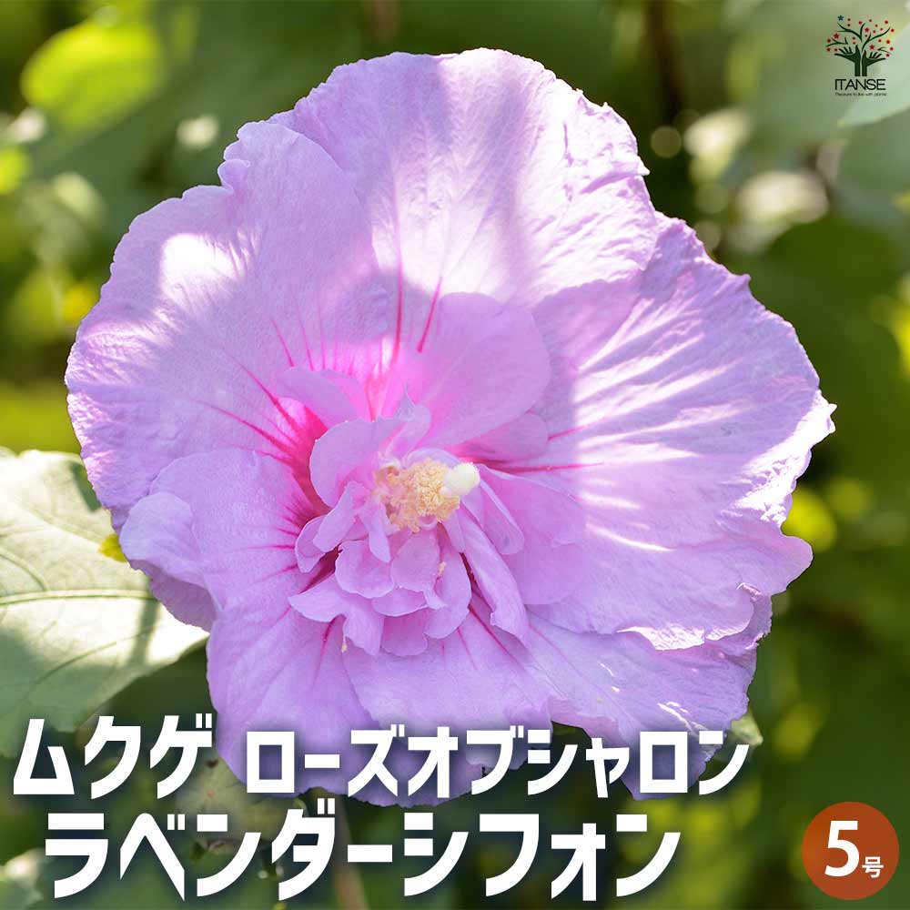 シャロンの花 卒業生と讃美！④『シャロンの花』 - YouTube