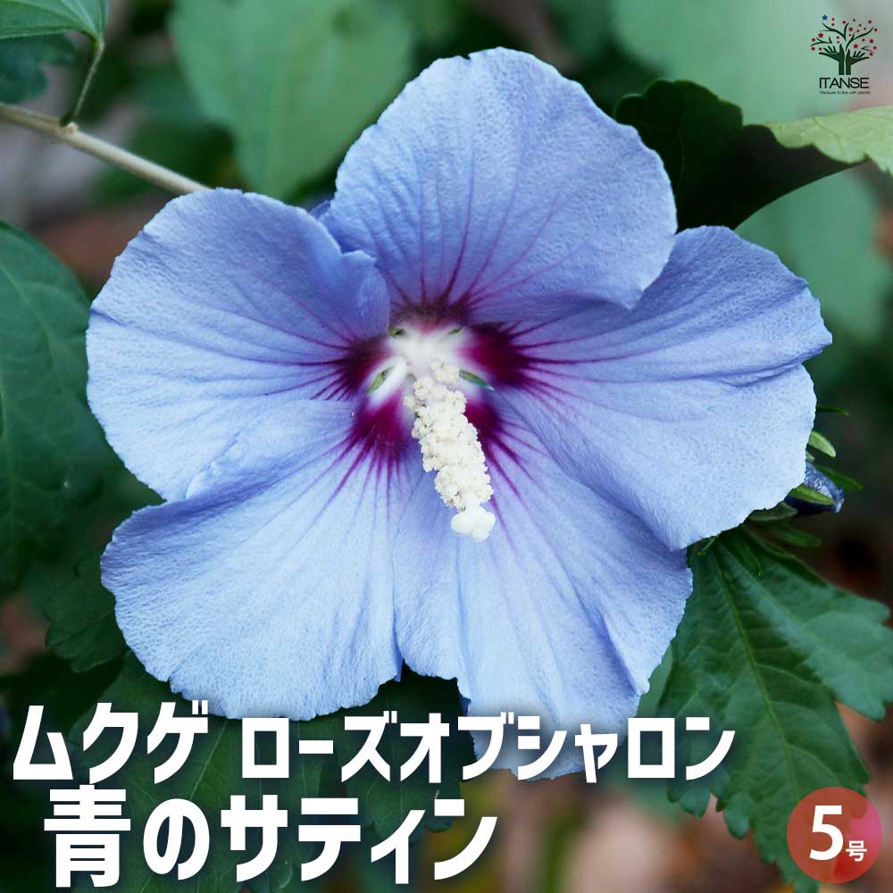 ムクゲ ローズオブシャロン 青のサティン 【花苗 5号】｜ 【植物の 
