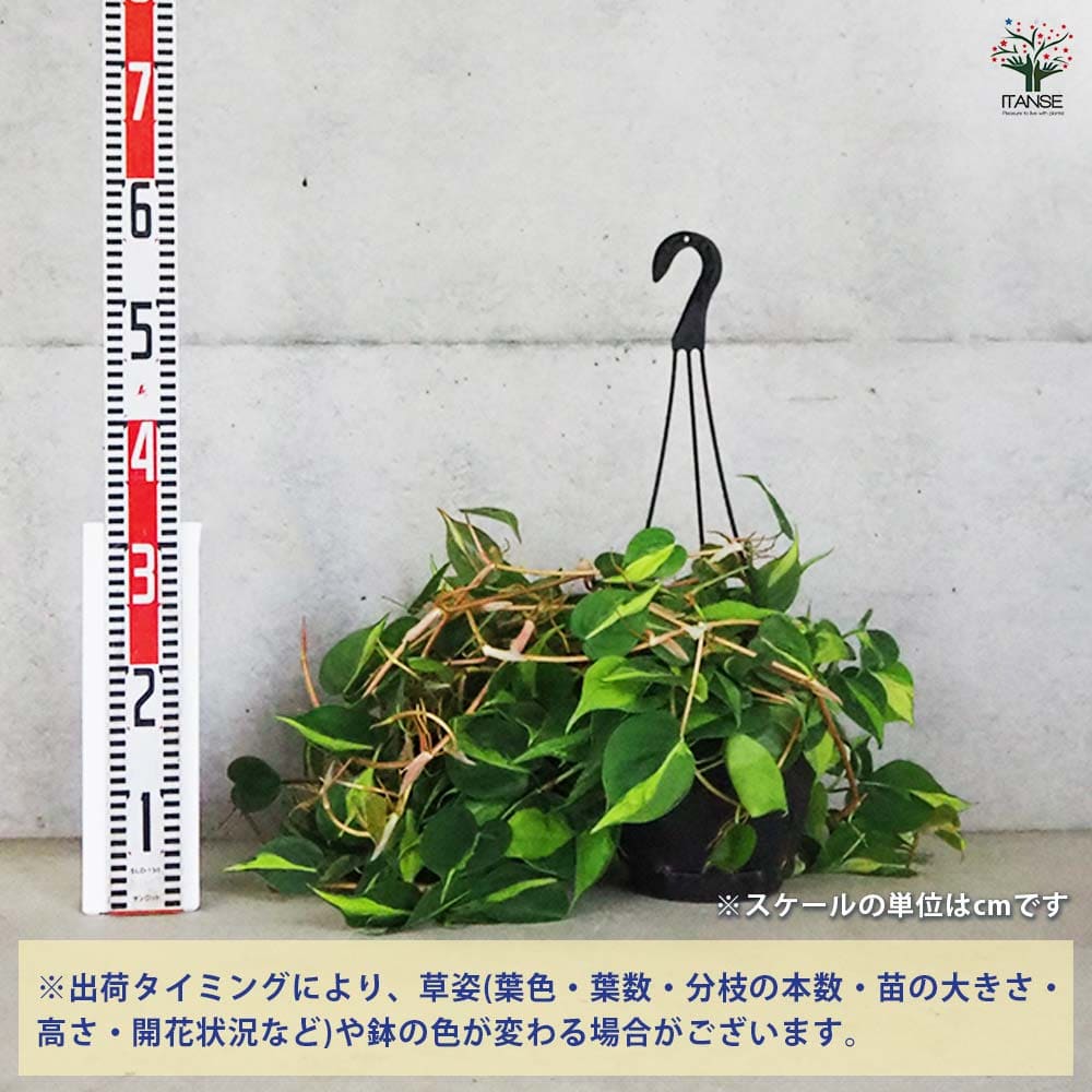 フィロデンドロン ブラジル 【観葉植物 7号】｜ 【植物のITANSE