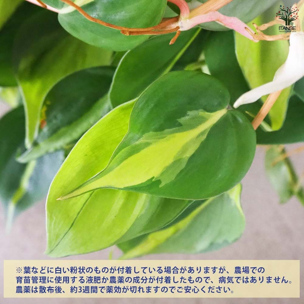 フィロデンドロン ブラジル 【観葉植物 7号】｜ 【植物のITANSE 
