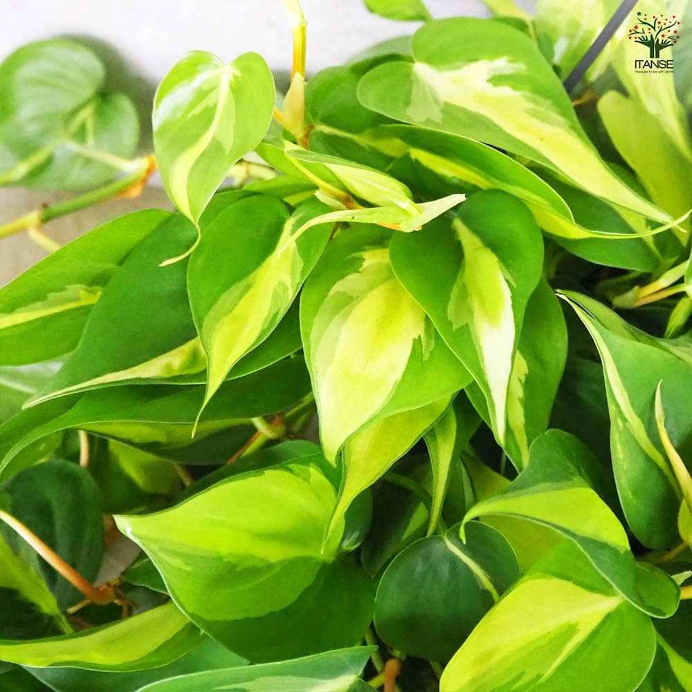 フィロデンドロン ブラジル 【観葉植物 7号】｜ 【植物のITANSE 