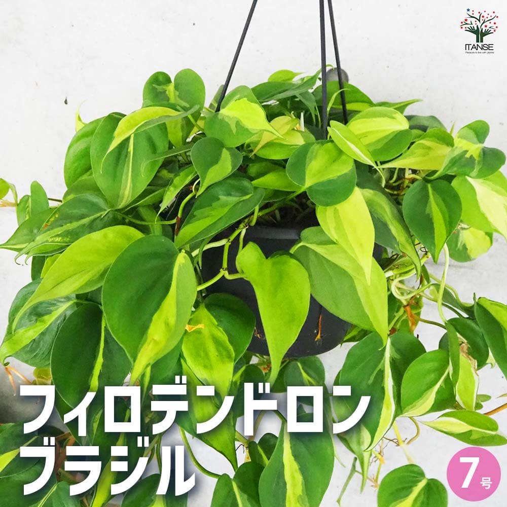 フィロデンドロン ブラジル 【観葉植物 7号】