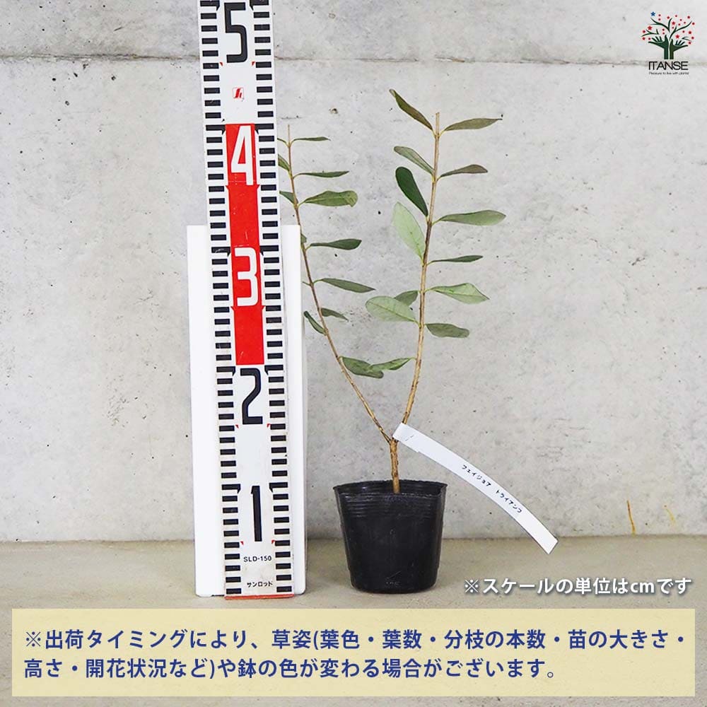 フェイジョア トライアンフ 【果樹の苗 10.5cm 1年生挿し木苗