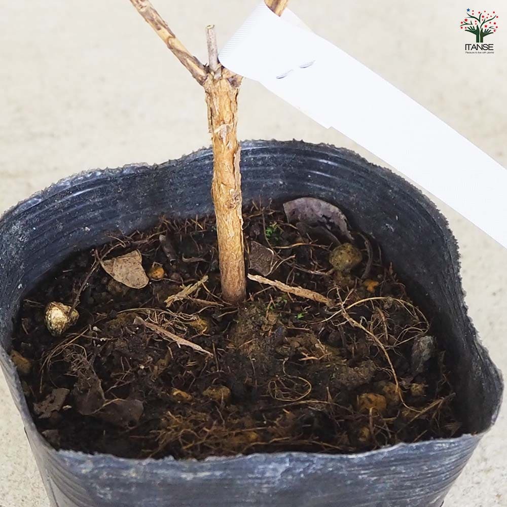 フェイジョア トライアンフ 【果樹の苗 10.5cm 1年生挿し木苗