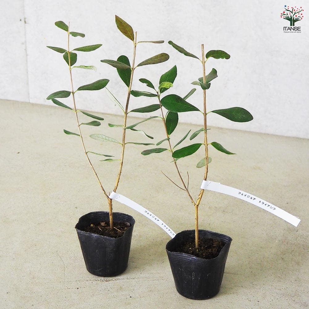 フェイジョア トライアンフ 【果樹の苗 10.5cm 1年生挿し木苗