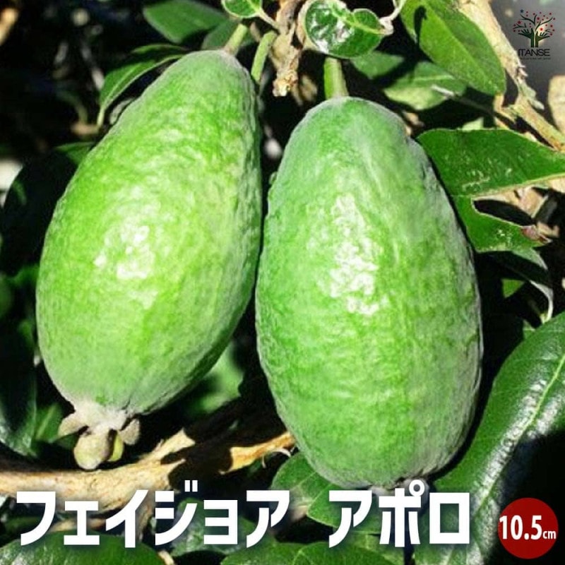 カカオの木の苗木 10.5cmポット苗 お買い得2個セット」耐寒性は