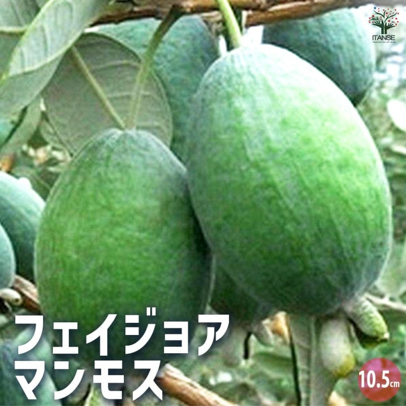 さつまいも苗⭕️あまはづき70本⭕️【５月中旬〜下旬発送予定】【切り苗】 さつまいも苗⭕️あまはづき70本⭕️【5月中旬〜下旬発送予定