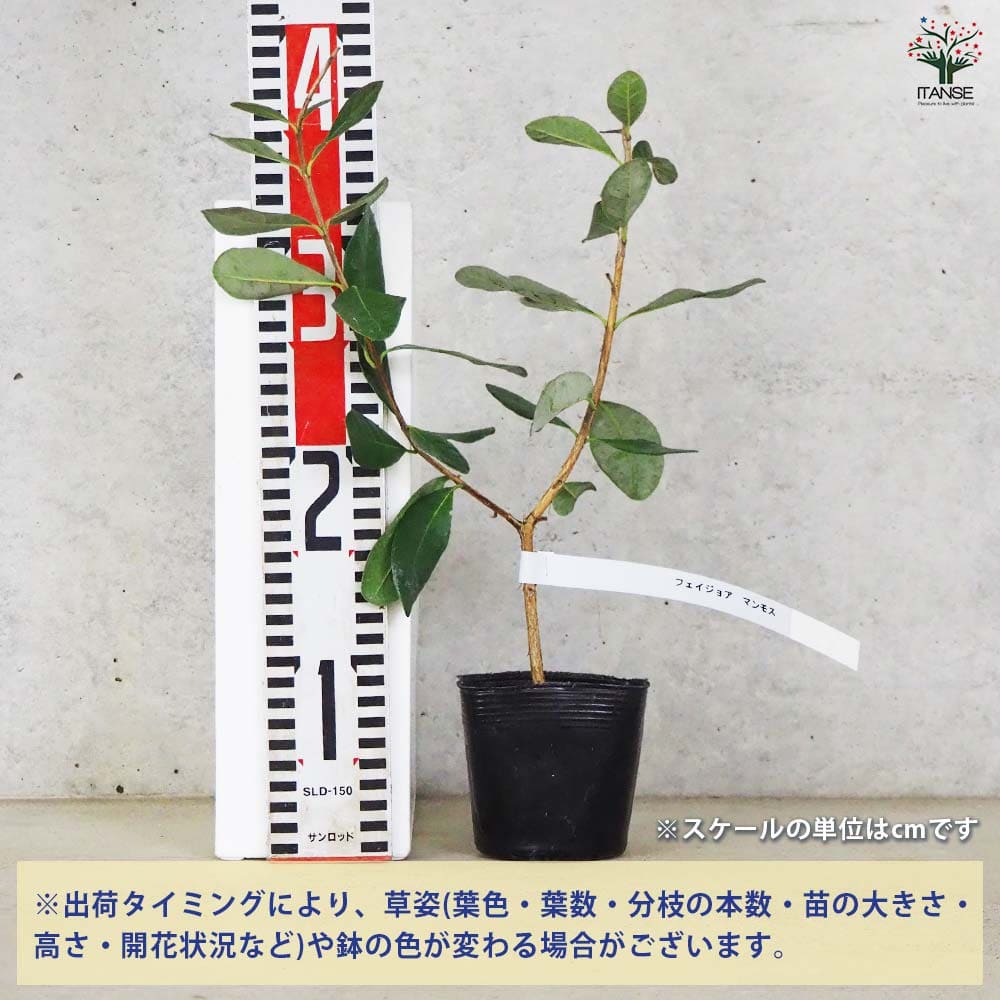 フェイジョア マンモス フェイジョア マンモス地掘大苗 - 果樹苗・大苗・苗木販売の隅田