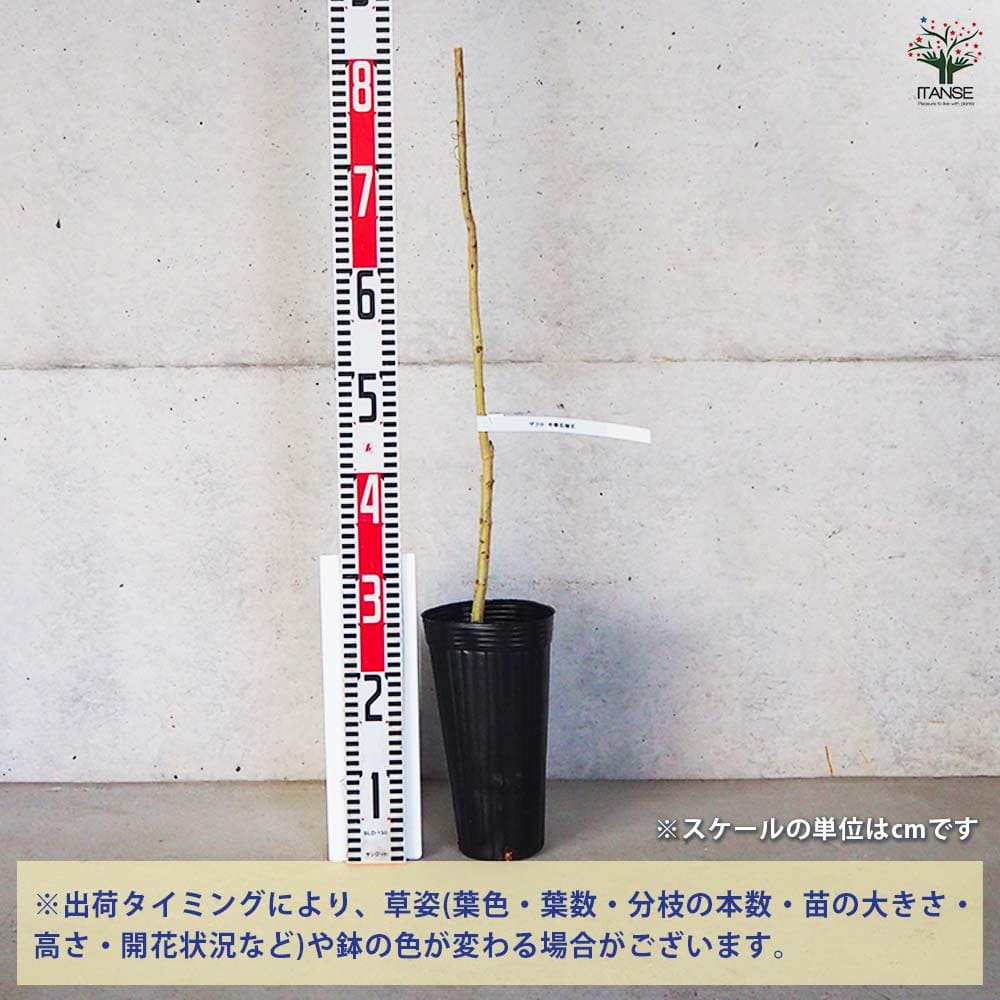 ザクロ 中華石榴王 【果樹の苗木 4号 1年生挿し木苗】｜ 【植物