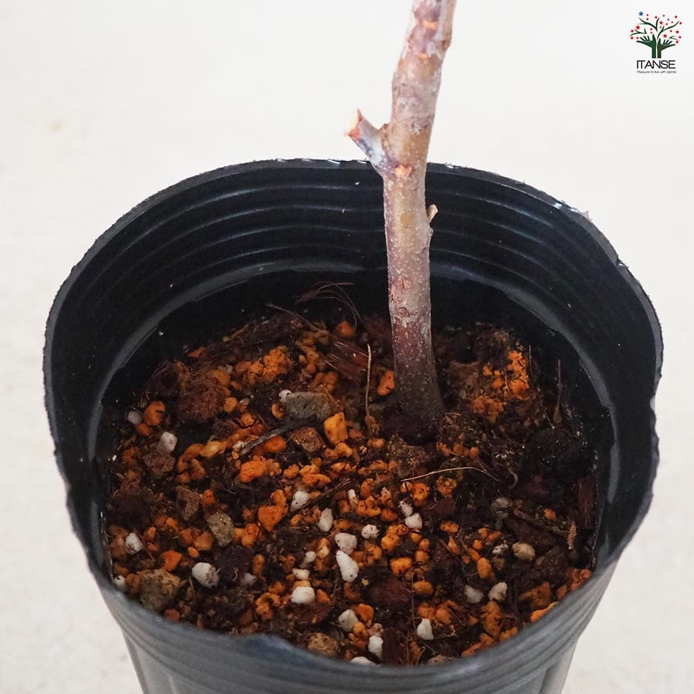 なつめ 新疆棗王 【果樹の苗木 4号 2年生接木苗】｜ 【植物の