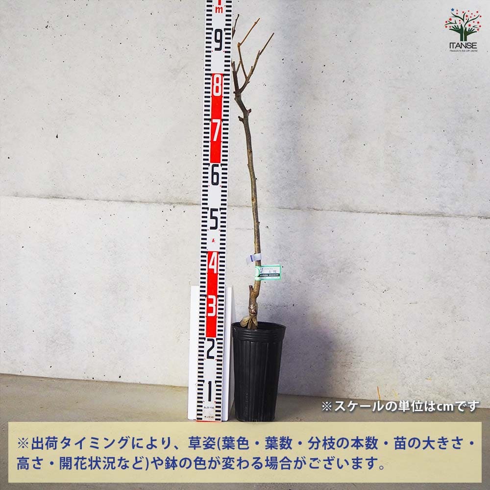 柿 太雅 【果樹苗／4号／接木苗】｜ 【植物のITANSE】全品送料
