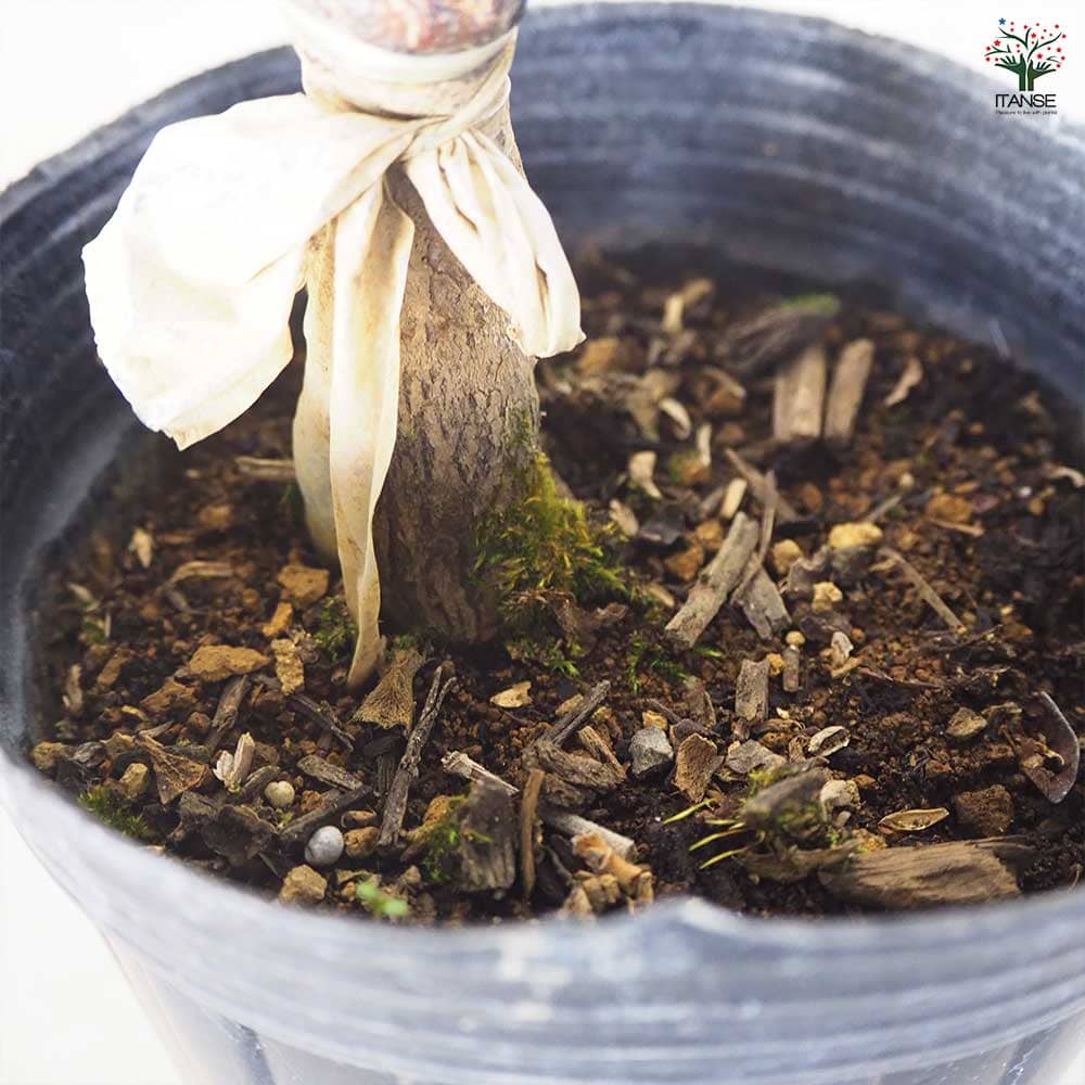 柿　苗木　太雅　2セット　4号 柿 太雅 【果樹苗／4号／接木苗】｜ 【植物のITANSE】全品送料