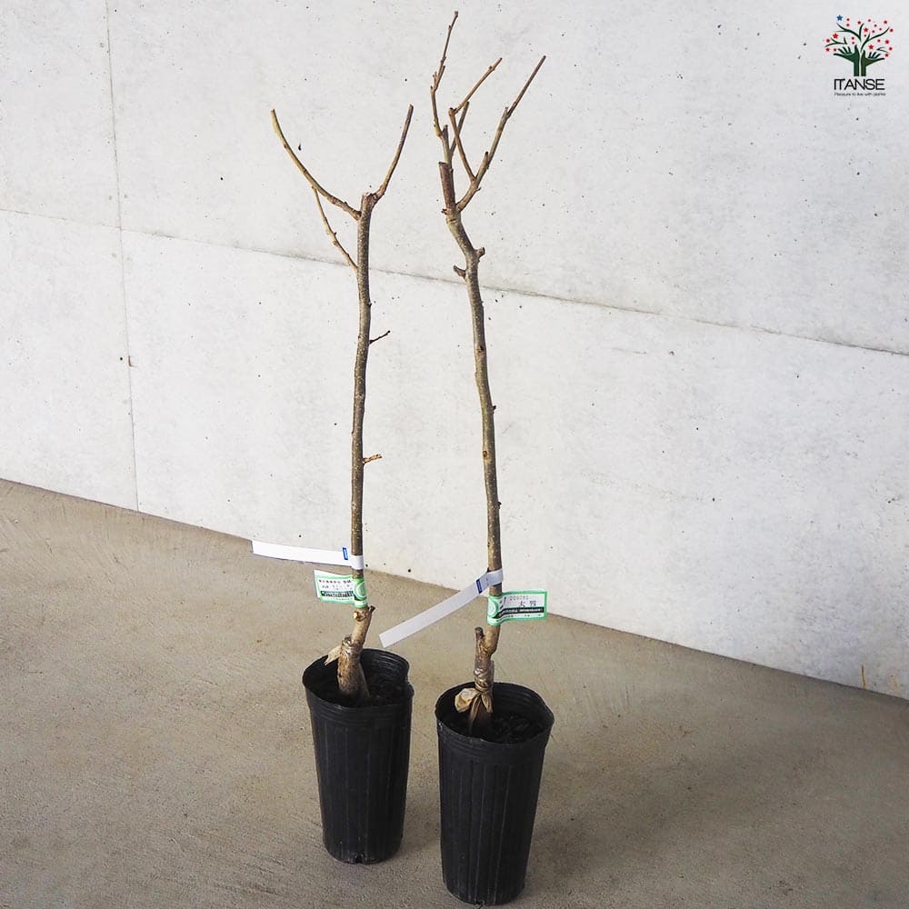 柿 太雅 【果樹の苗木 4号 1年生接木苗】｜ 【植物のITANSE