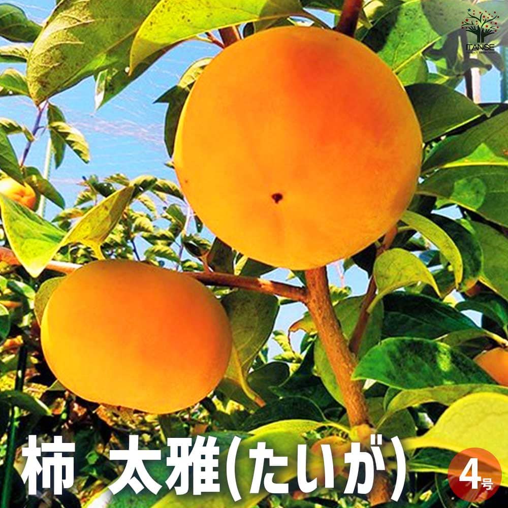 柿 太雅 【果樹の苗木 4号 1年生接木苗】｜ 【植物のITANSE