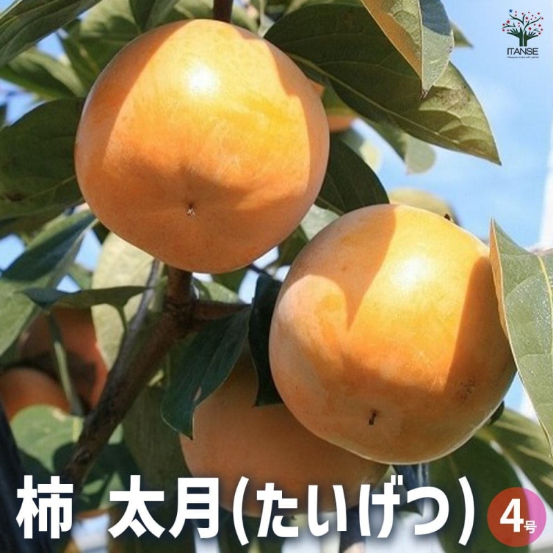 ライチ苗　実付き　品種　佐多　接木 ライチ苗 品種 佐多 接木苗 6号 果樹