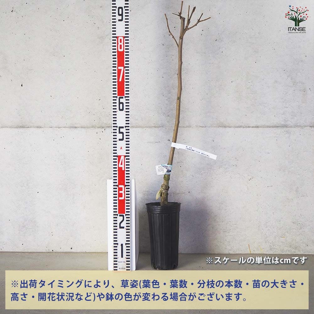 柿 太天 【果樹の苗木 4号 1年生接木苗】｜ 【植物の