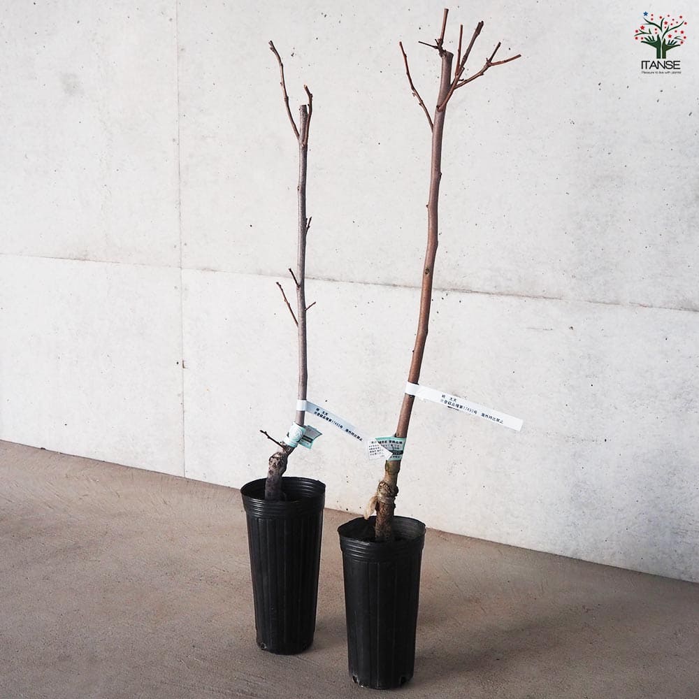 柿 太天 【果樹の苗木 4号 1年生接木苗】｜ 【植物のITANSE