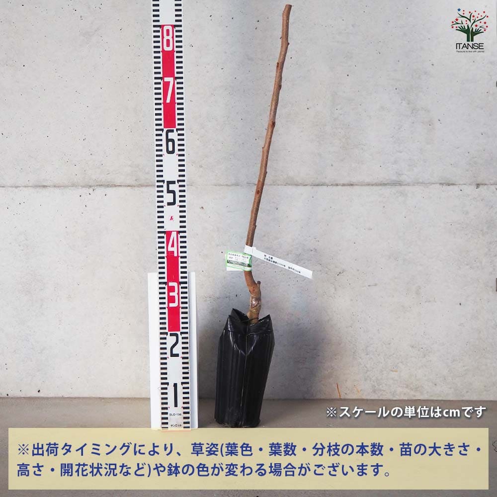柿 太豊 【果樹苗／4号／接木苗】｜ 【植物のITANSE】全品送料