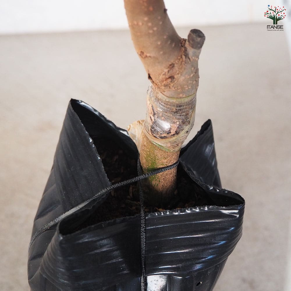 中型の柿の木（実付き） 楽天市場】柿 苗 実つきの通販