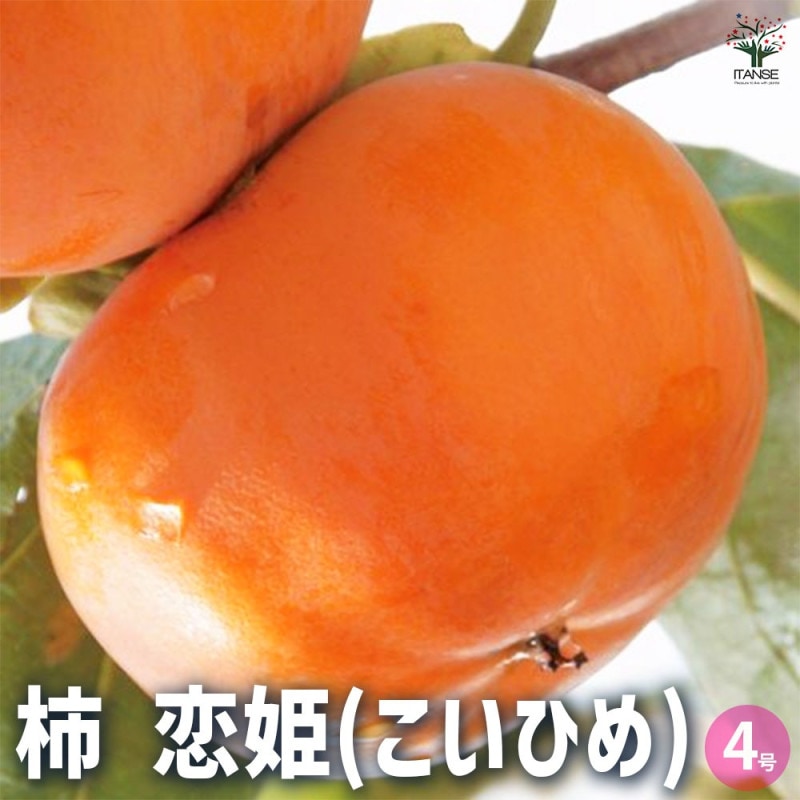 柿の苗木 ジャンボ富有(大玉富有) 【果樹の苗木 4号／1個売り