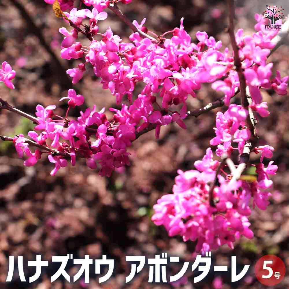 すみれ アメリカハナズオウ 他1点 すみれ アメリカハナズオウ 他1点 0034アメリカハナズオウCercis