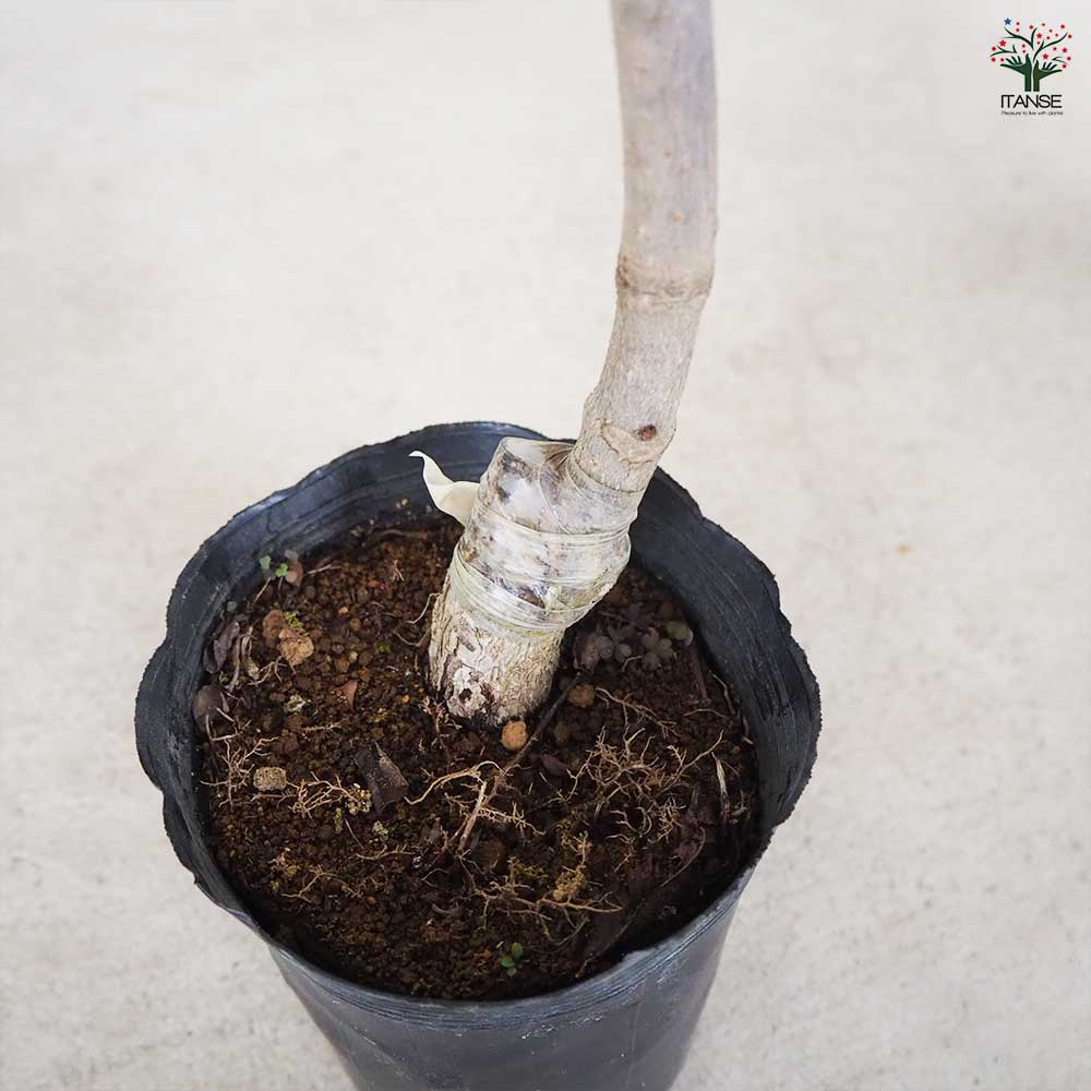 マロニエ ブリオッティ 【花木苗 4号 1年生接木苗】｜ 【植物の