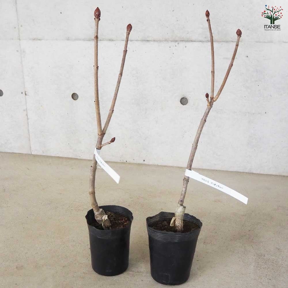 マロニエ ブリオッティ 【花木苗 4号 1年生接木苗】｜ 【植物の