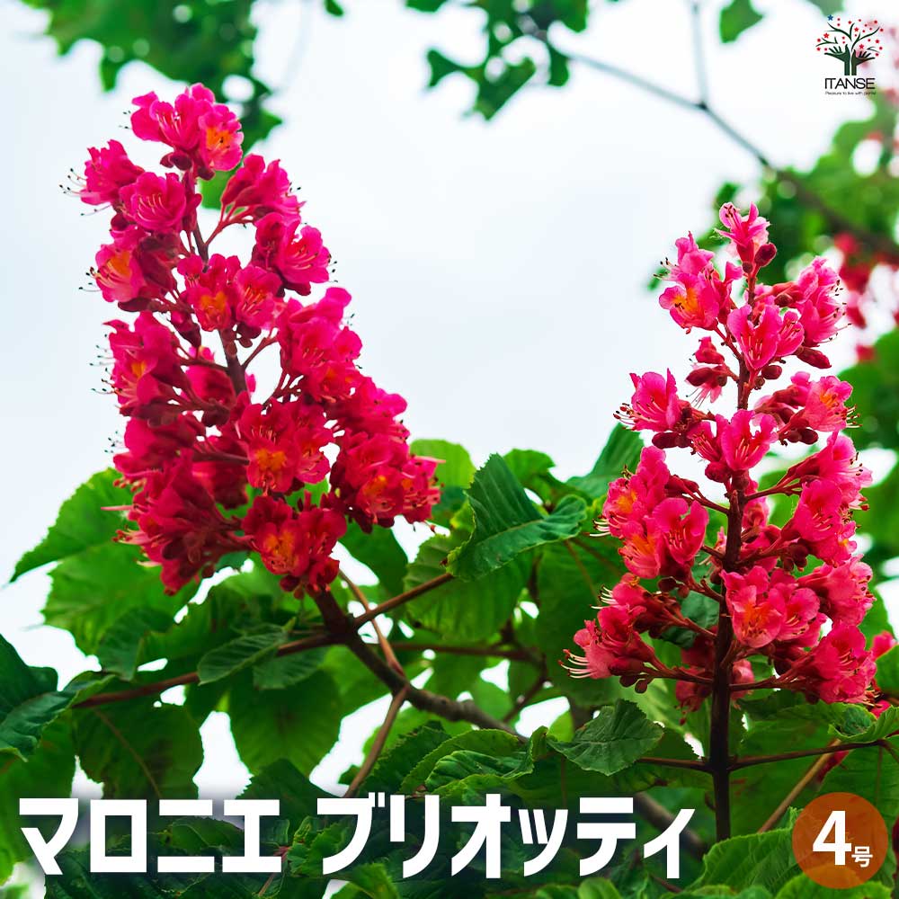 マロニエラポ　カット苗 グロブローサxロンギシマ カット苗 - メルカリ