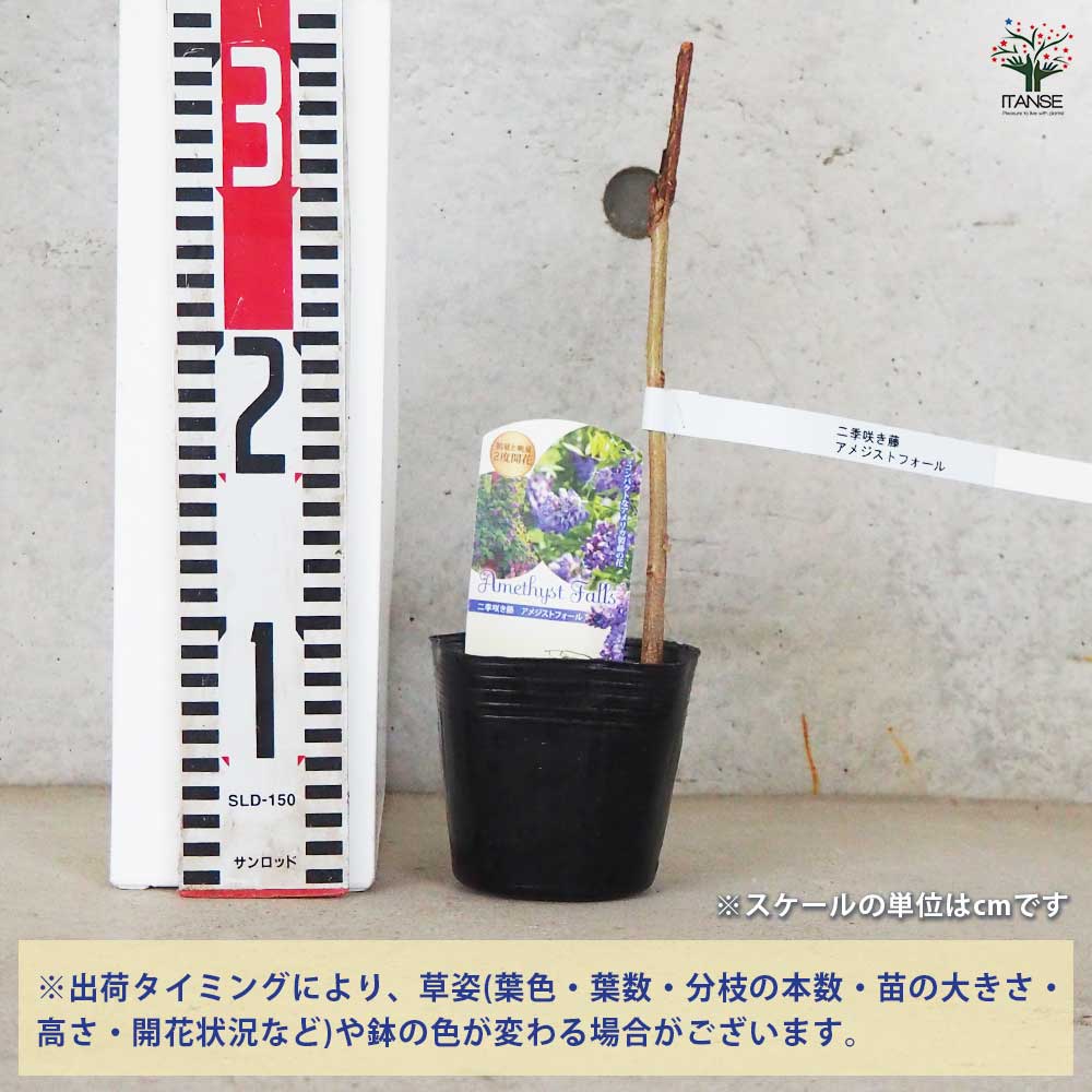 二季咲き藤 アメジストフォール 【花木苗 3.5号 挿し木苗】｜ 【植物の