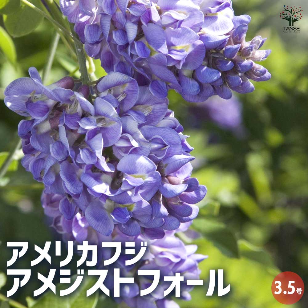 二季咲き藤 アメジストフォール 【花木苗 3.5号 1年生挿し木苗
