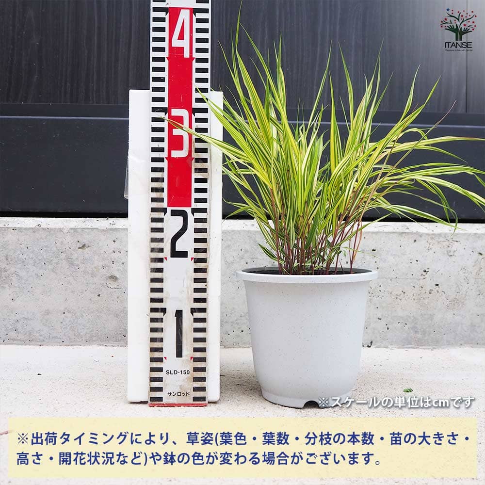 風知草(フウチソウ) 斑入 鉢色見計い 【花苗 5号鉢／1個売り
