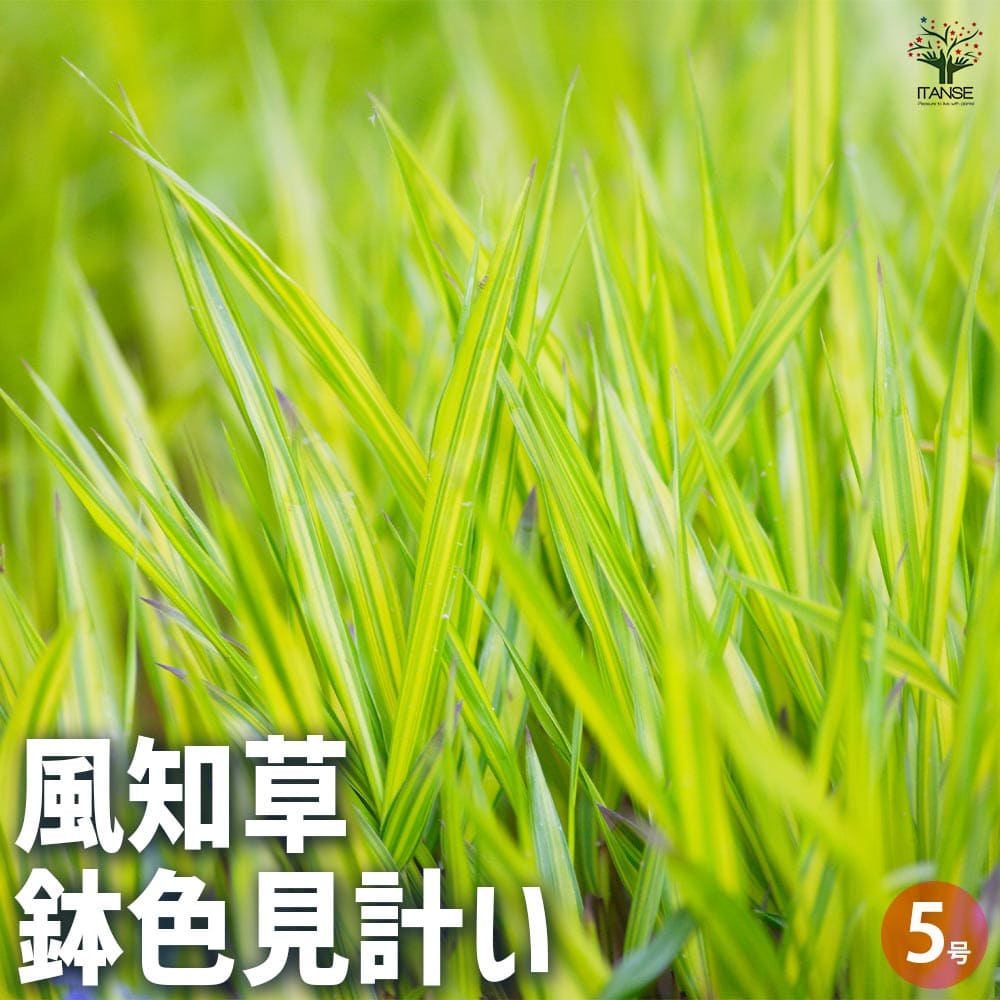 風知草(フウチソウ) 斑入 鉢色見計い 【花苗 5号鉢／1個売り】