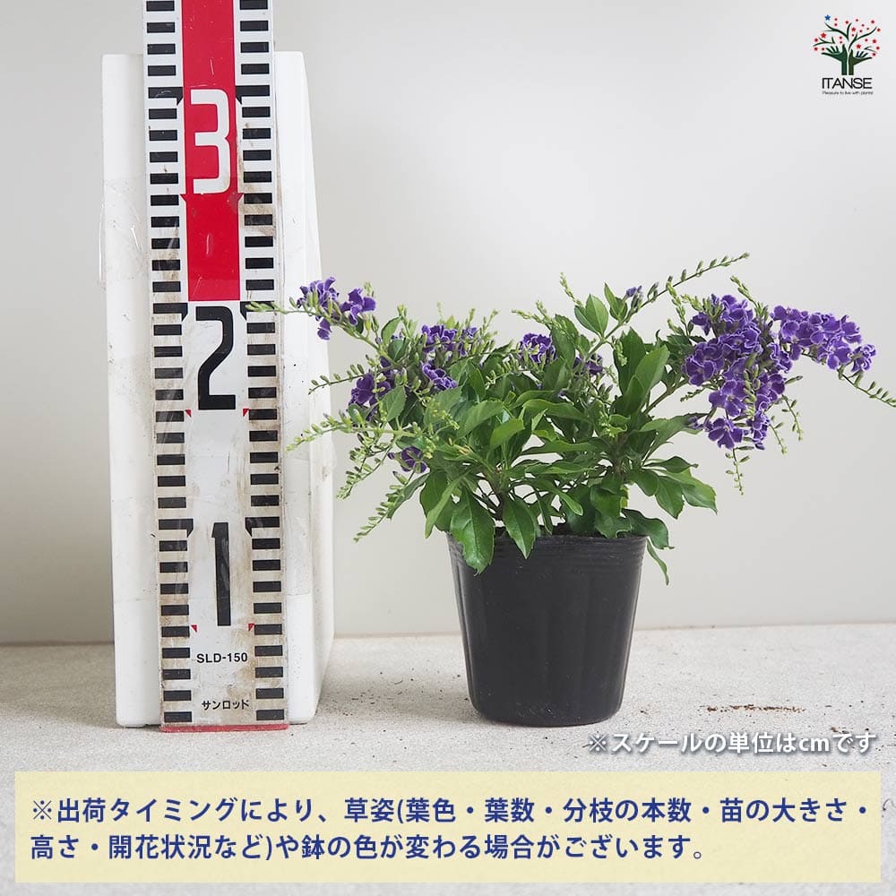 デュランタ 宝塚 【花木苗 3.5号ポット】｜ 【植物のITANSE