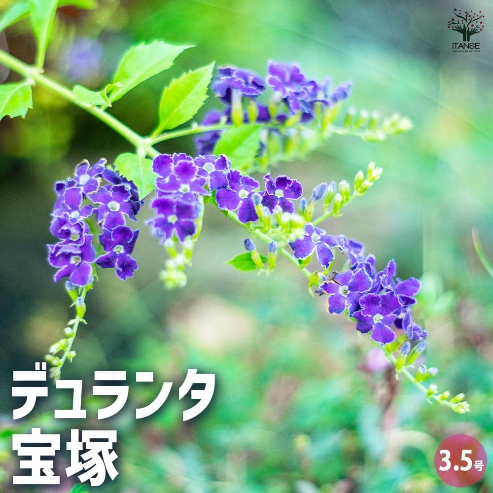 デュランタ 宝塚 【花木苗 3.5号ポット】｜ 【植物の