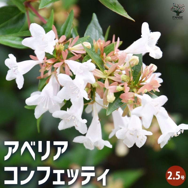 ペペロミア 美依子 【観葉植物 3号ポット】｜ 【植物のITANSE