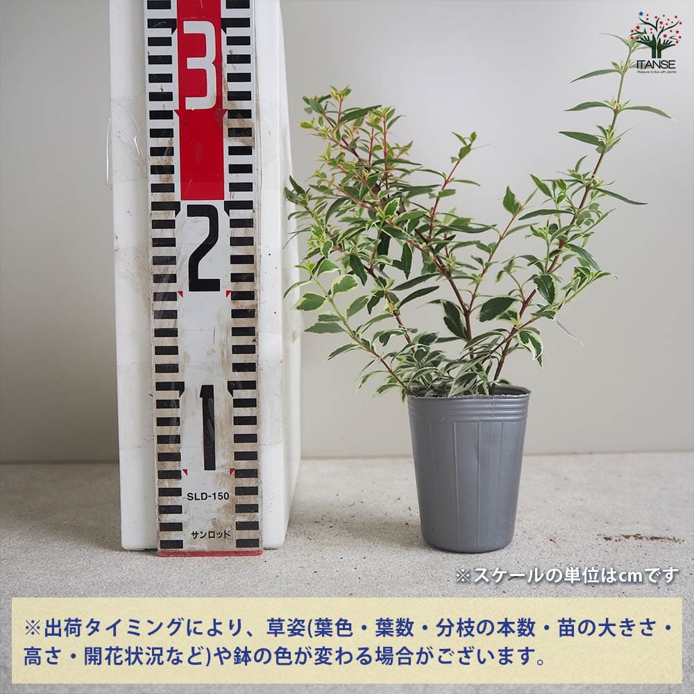 アベリア コンフェッティ 2個～【花木苗 2.5号ポット】｜ 【植物の