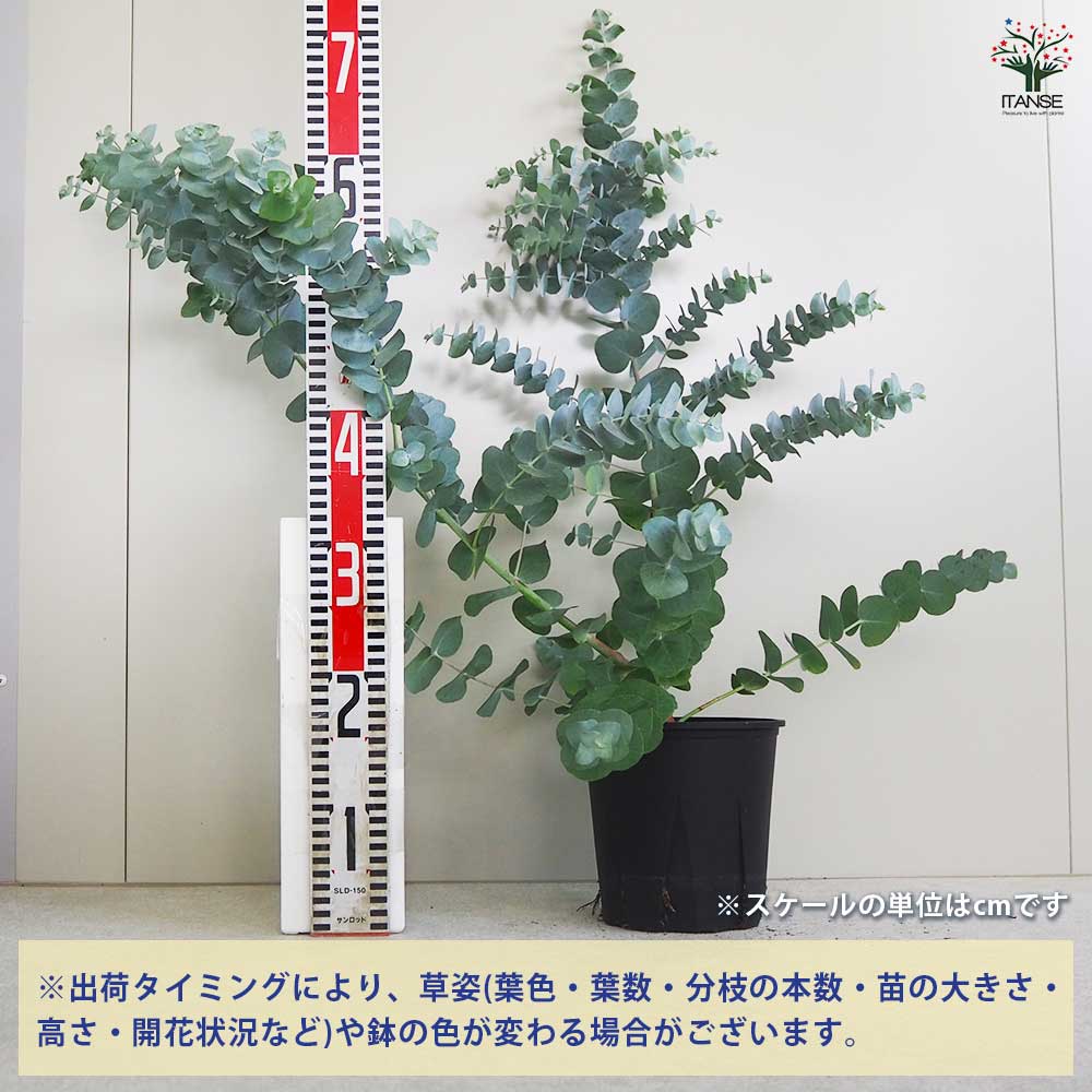 ユーカリ シネレア 訳アリ 【花木苗 6号ポット／1個売り】｜ 【植物の