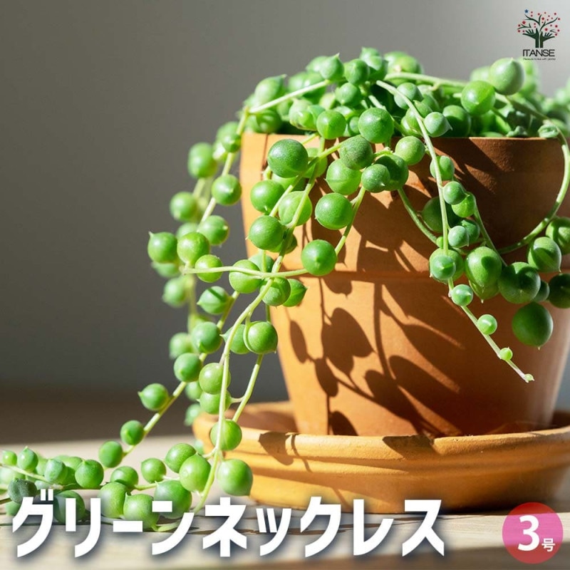 ダシリリオン ウィーレリ 【多肉植物 7号／1個売り】｜ 【植物の