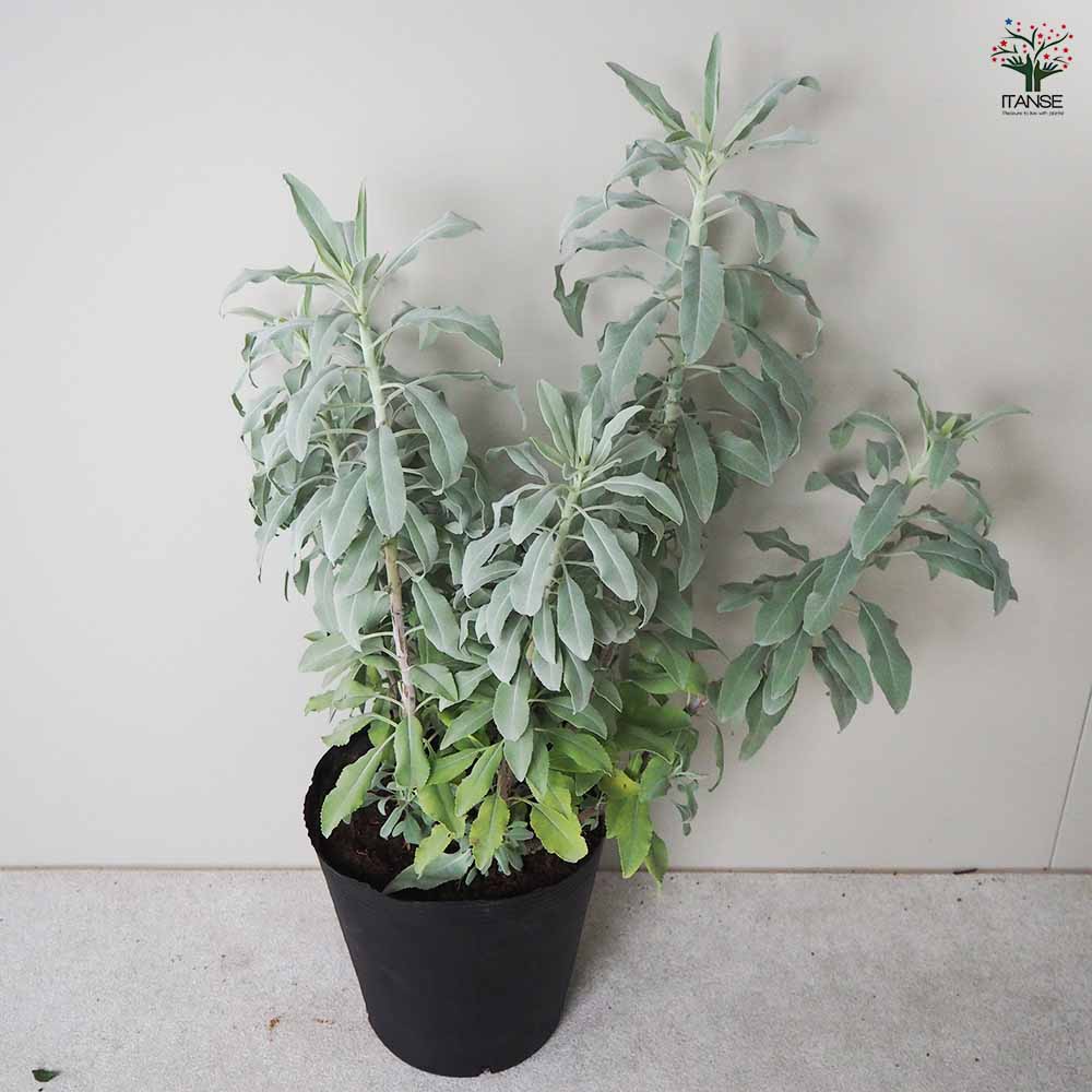 【2本】ホワイトセージ（サルビア・アピアナ）ホワイトセージ苗　ハーブ　ハーブ苗 wssum05.jpg