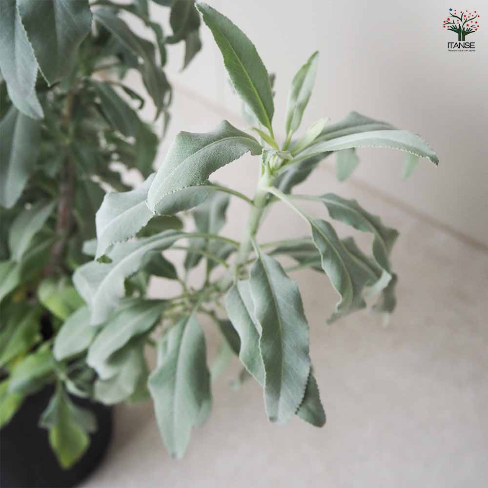 ホワイトセージ 【ハーブの苗 7号ポット／1個売り】｜ 【植物の